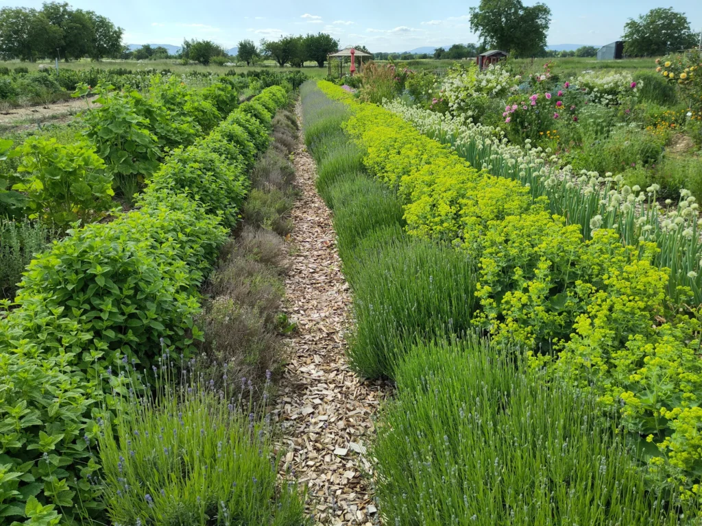 demeter-gärtnerei kräutergarten urban
