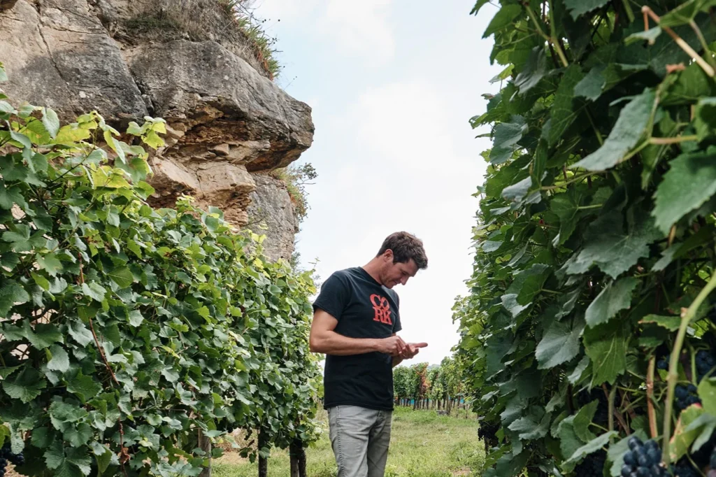 weingut clemens lang