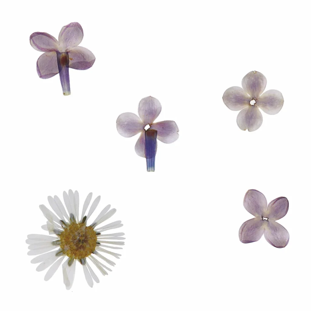 alphaflor blumen- und pflanzenkultur